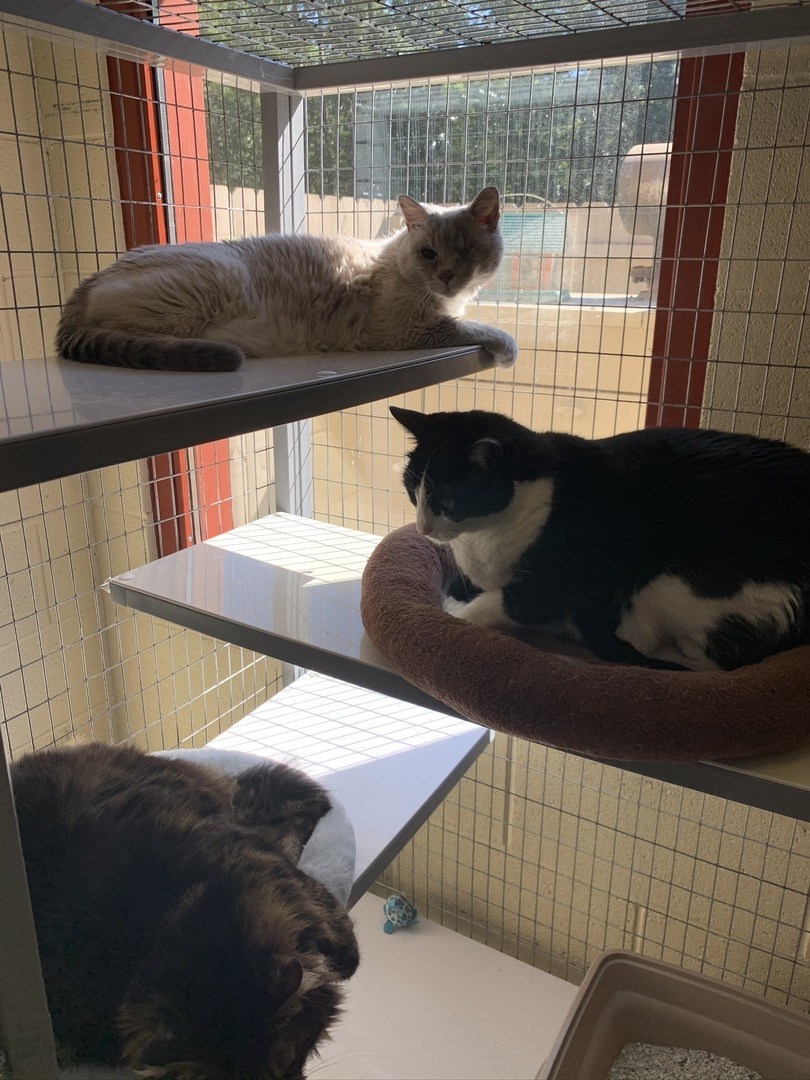 Visit The Best Chapel Hill Pet Boarding For Your Cats!
