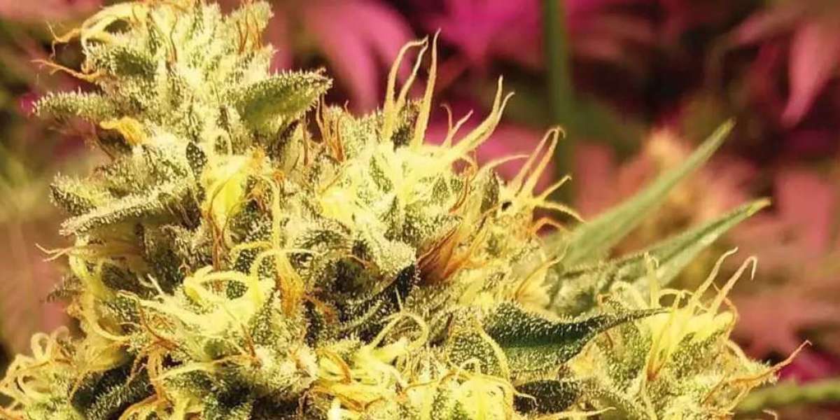 Cómo Cultivar Marihuana en Interior: Lo que Necesitas Saber