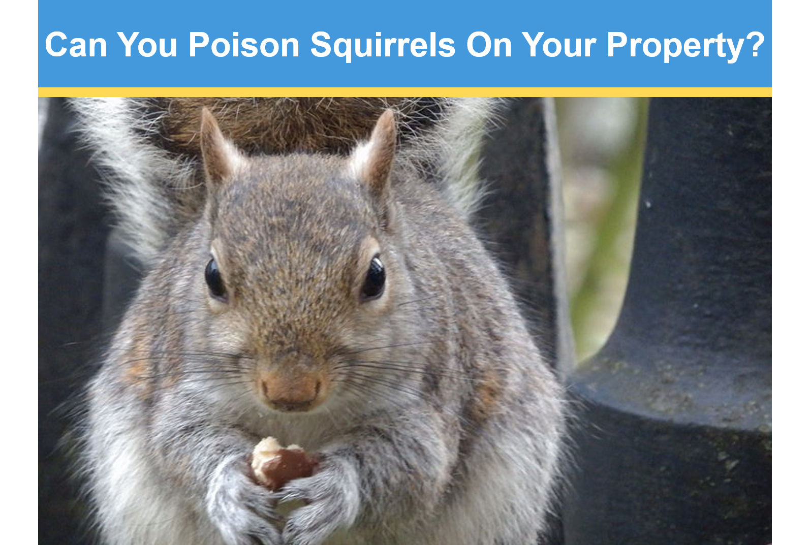 Can You Poison Squirrels On Your Property? | Critter Stop