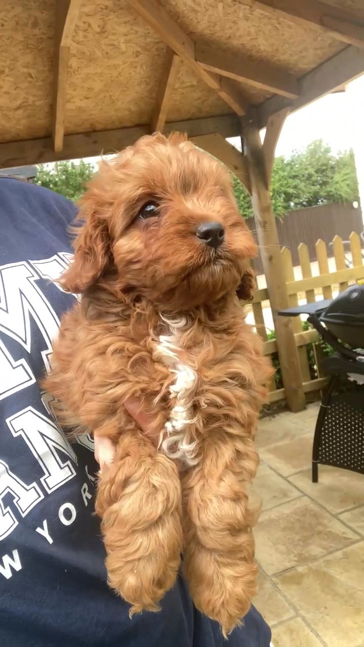 boy cavapoo puppy for sale - Camlist UK
