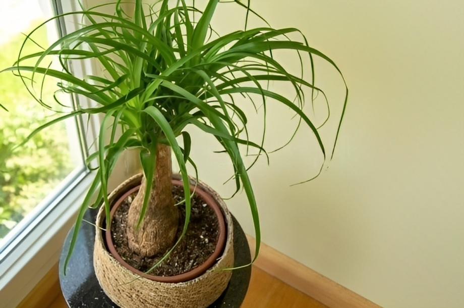 What Are The Advantages of Planting Ponytail Palm Around You?