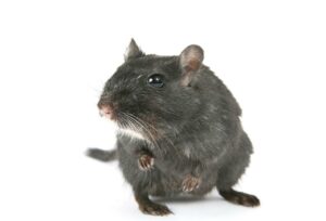 Rat Removal Blackburn | Rat, Rodent Control Blackburn