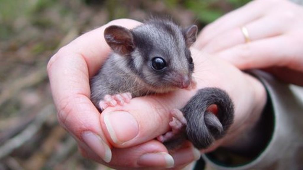 Effective Possum Removal Solutions To Deter Possums Away From Your Home - Possumpestcontrolmelbourne