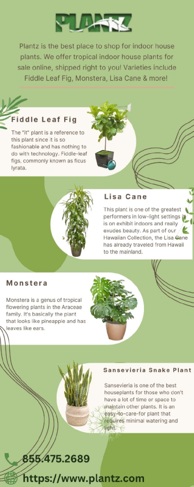 Aglaonema for Sale - Find Your Perfect Plant Today | edocr