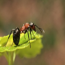 Do-It-Yourself Ant Control Tips To Prevent Ants From Entering Your Home