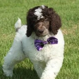 Purebred Poodle Puppies: A Versatile and Adaptable Breed - TheScotUS Blog