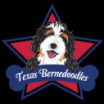 Tx Bernedoodles Profile Picture