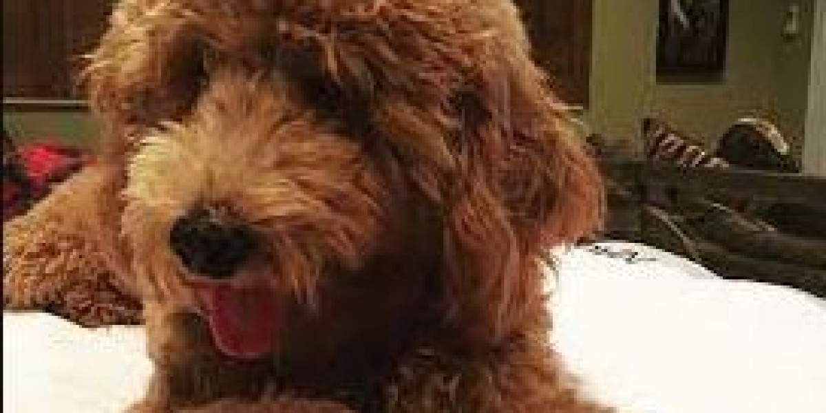 Puppies for Sale in Tampa: Finding the Perfect Mini Goldendoodle
