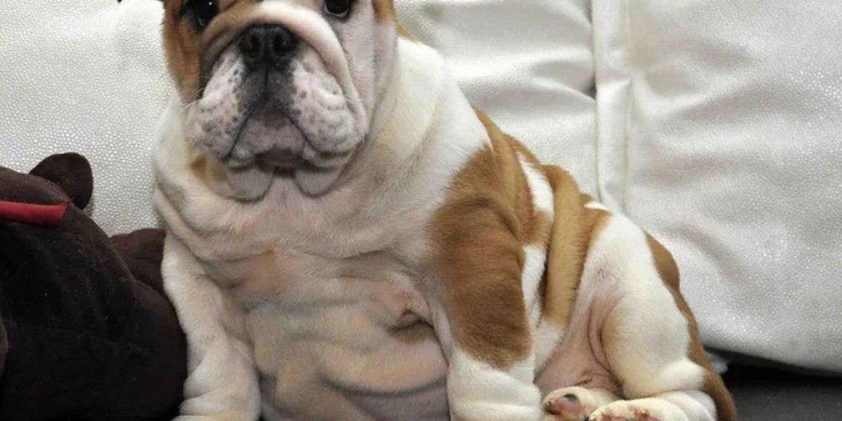French Bulldog Puppies for Sale: Your Perfect Companion Awaits!