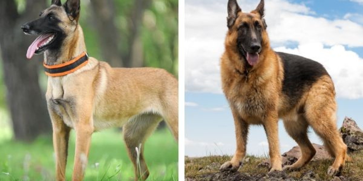 German Shepherd vs. Belgian Malinois: What’s the Difference?