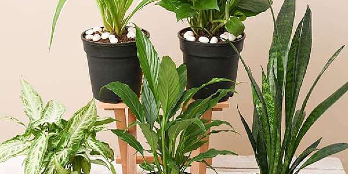 Succulents plants online india