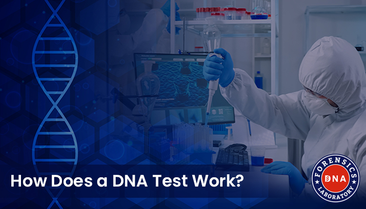 DNA Testing Services in India: A Comprehensive Guide – DNA Forensics Laboratory Pvt. Ltd.