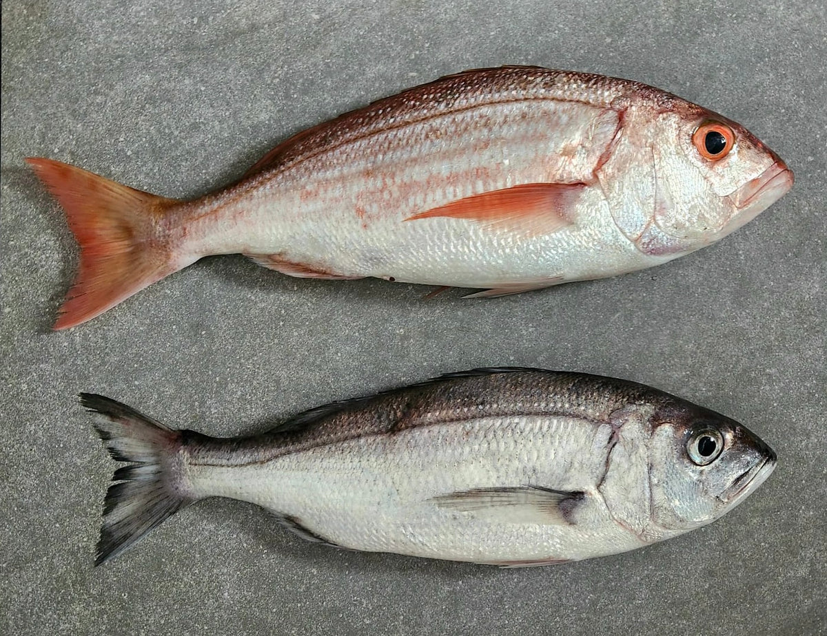 Silverfish (Carpenter fish) – A Strange Catch