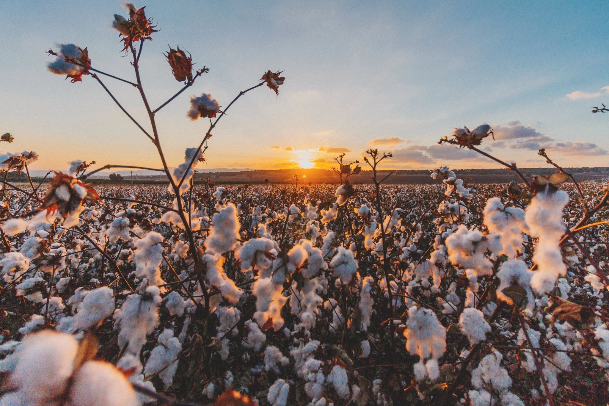 Organic Cotton & It's impact on Sustainable Fashion | Only Ethikal                      – onlyethikal