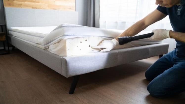 Preparing For A Bed Bug Inspection: What You Need To Know - Trendingbird