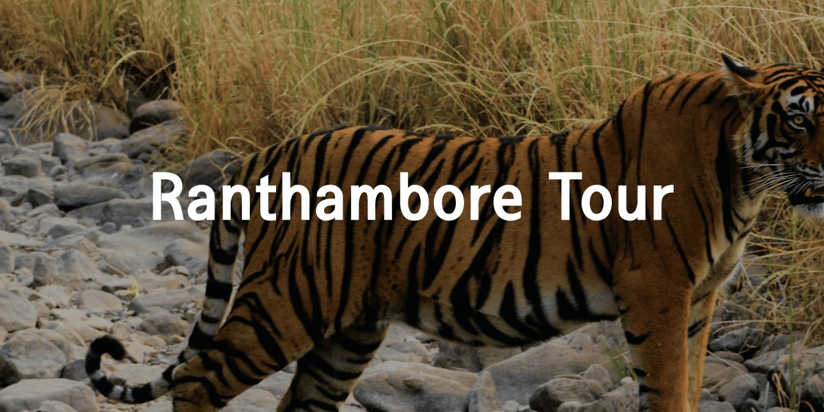 Rajasthan Trip Package: Tailored Trip and Thrilling Ranthambore tour packages
