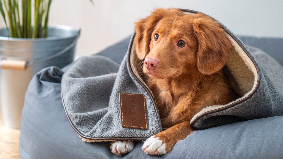 Your Guide to Different Types of Dog Beds – Australia's Unique Lifestyle