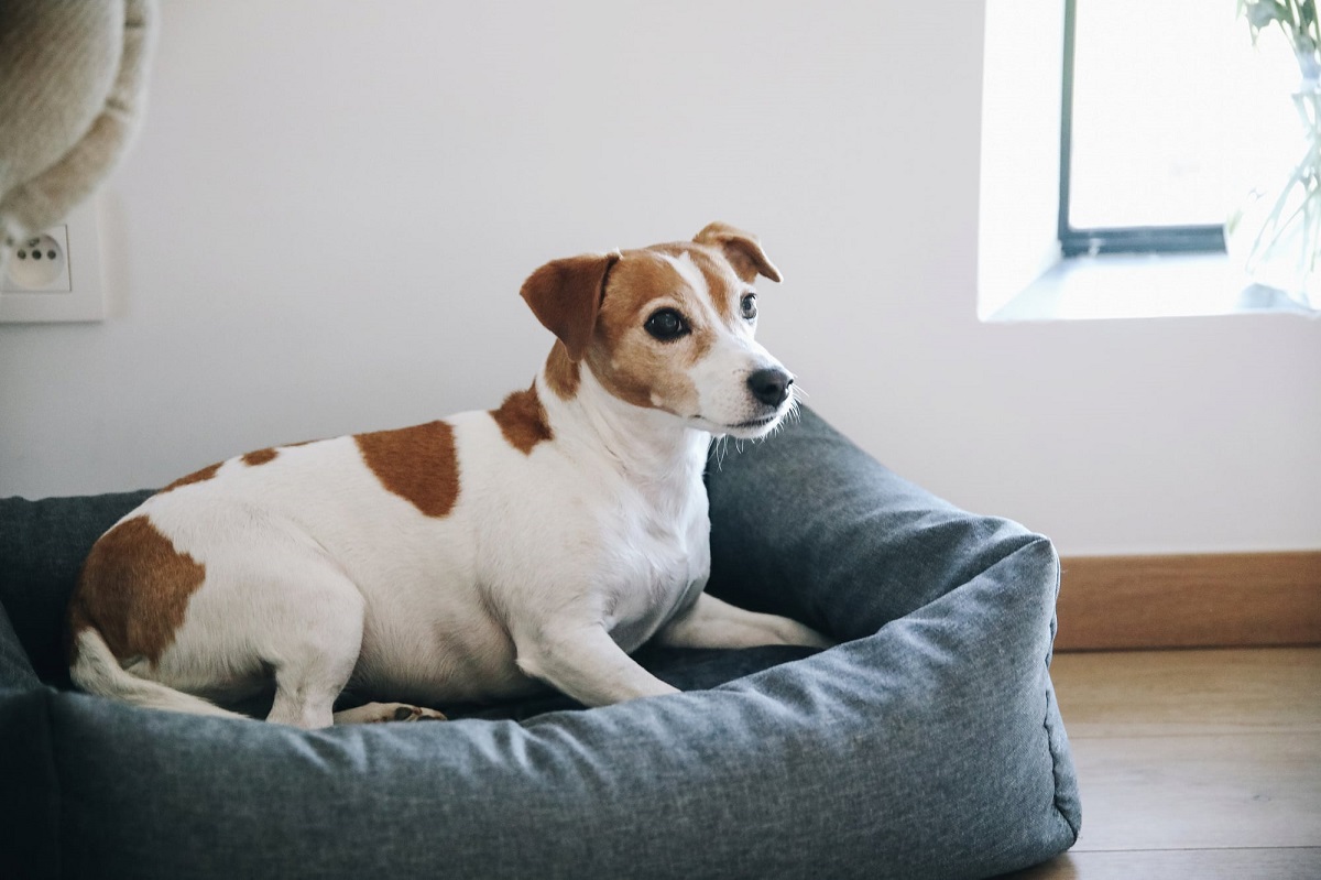 Choosing the Perfect Mini Dog Bed: A Comprehensive Buying Guide – Australian Flow