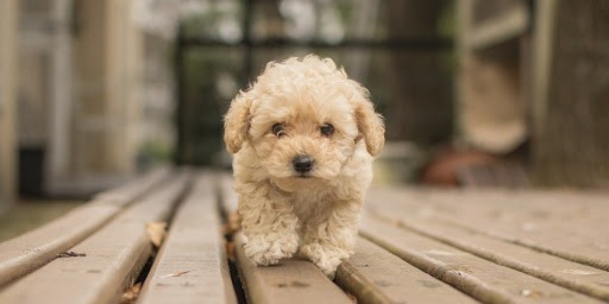 Exploring the Enchantment of Sydney's Cavoodle Puppies
