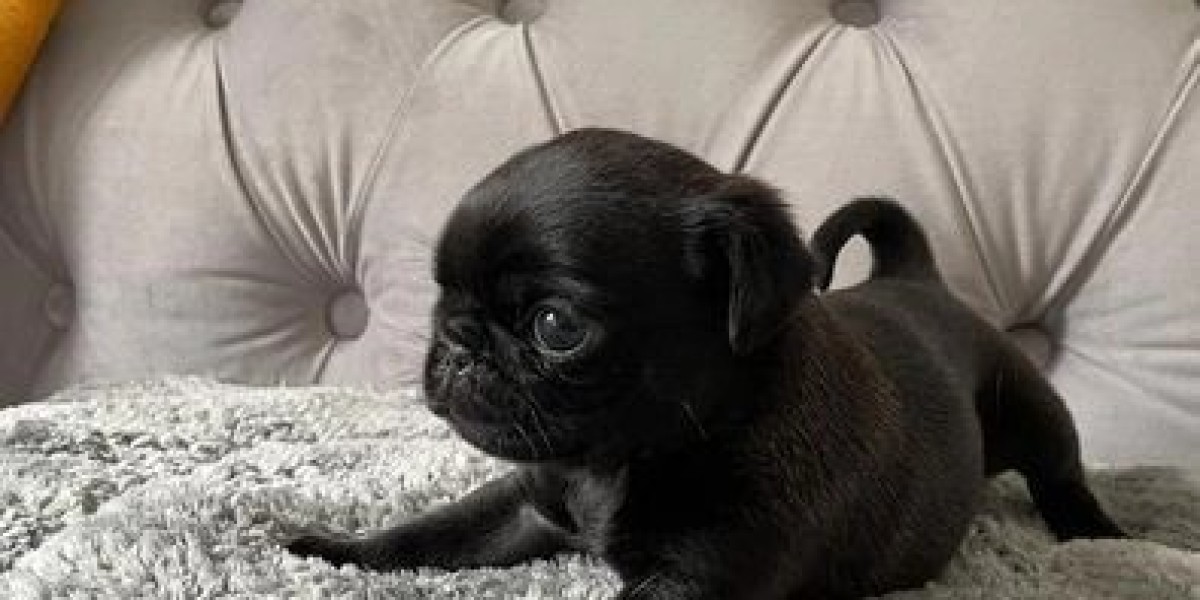 How to Care for a Pug Puppy