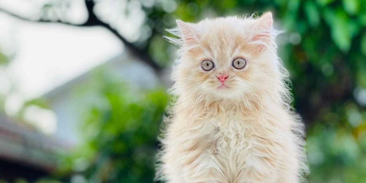 Exploring the Charm of Persian Kittens for Sale in Lucknow: A Guide to Feline Elegance