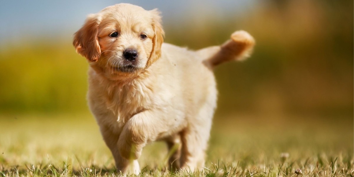 Golden Retriever Puppies for Sale in Bangalore: Finding Your Furry Companion at the Best Prices