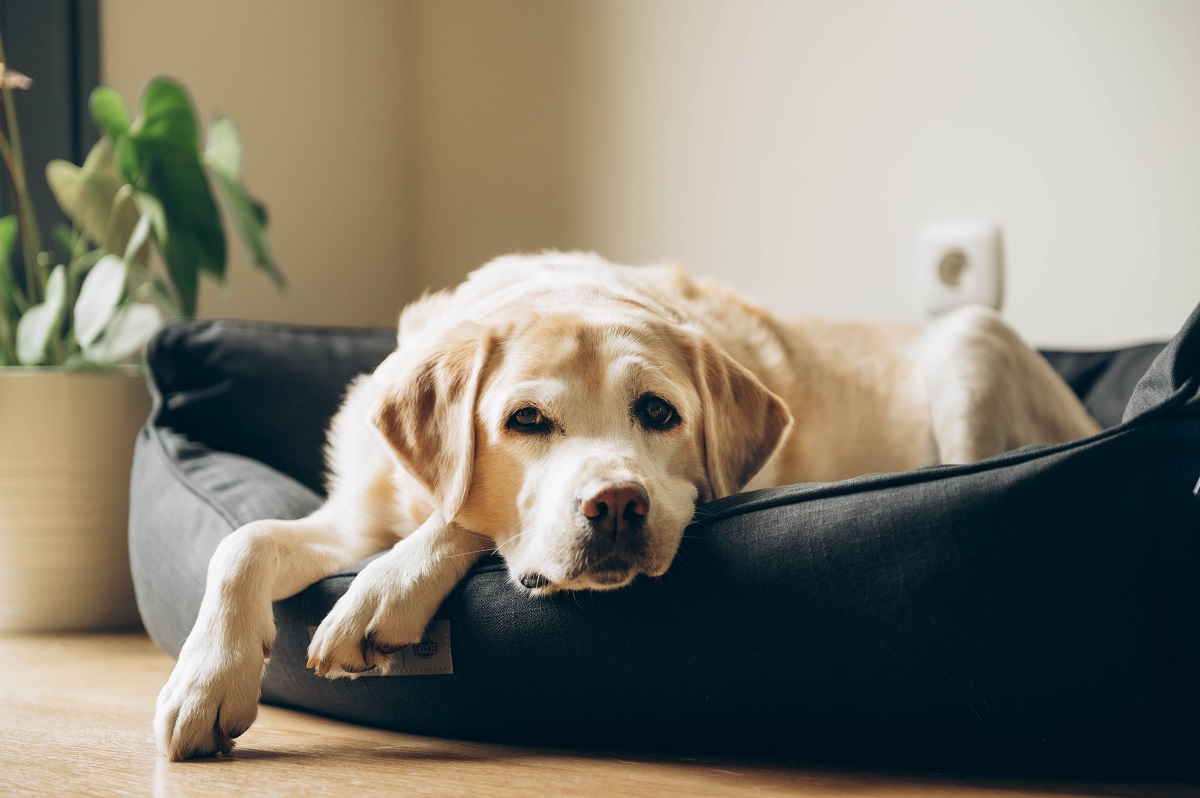 How to Choose the Perfect Dog Bed for Your Pooch | Compare Factory