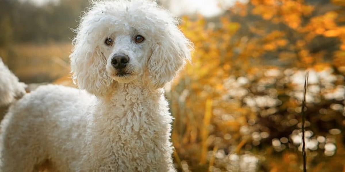 Poodle Puppies For Sale In Bangalore: Finding Your Furry Companion at the Best Prices