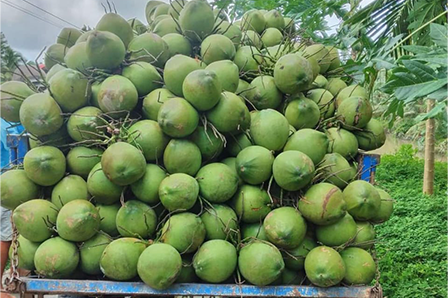 Where We Get Best Tender Coconut Suppliers in Bangalore? – Coconut Mashkiri