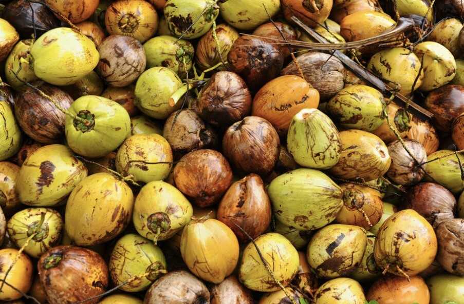Who are the Leading Coconut Suppliers in Bangalore? – Coconut Mashkiri