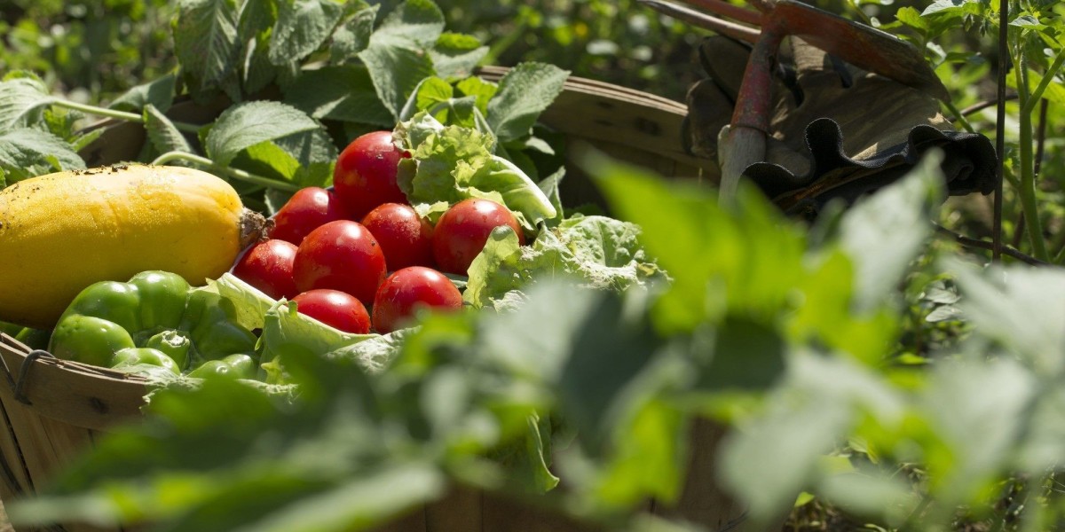 Cultivating Success: Fruitful Beginnings in Home Gardening