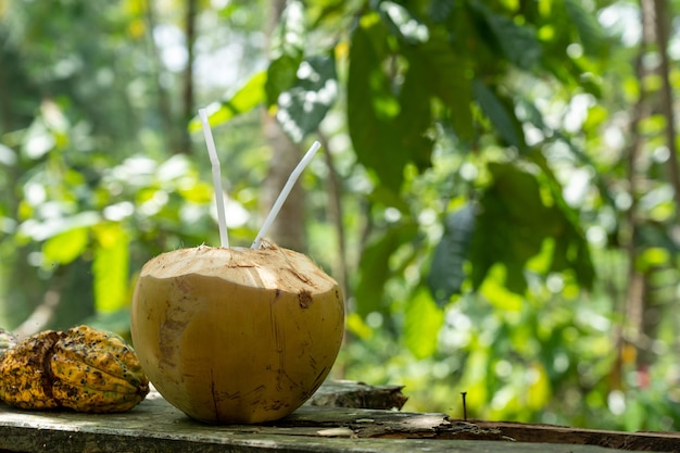 Where Can You Find Reliable Coconut Suppliers in Bangalore? - WriteUpCafe.com