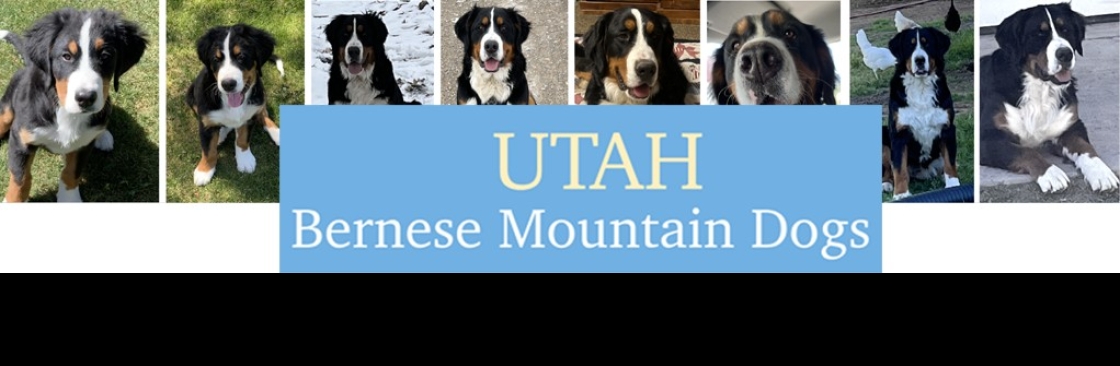 Utah Bernese Mountain Dogs Cover Image