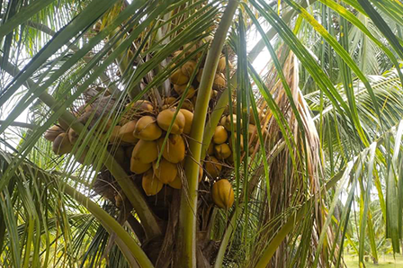 Who is The Best Tender Coconut Suppliers in Bangalore? – Coconut Mashkiri