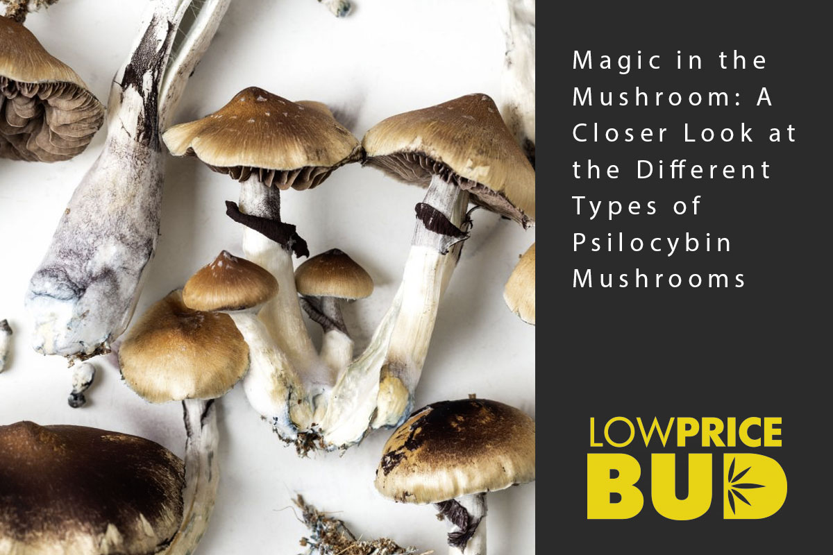 Magic in the Mushroom: A Closer Look at the Different Types of Psilocybin Mushrooms - Low Price Bud