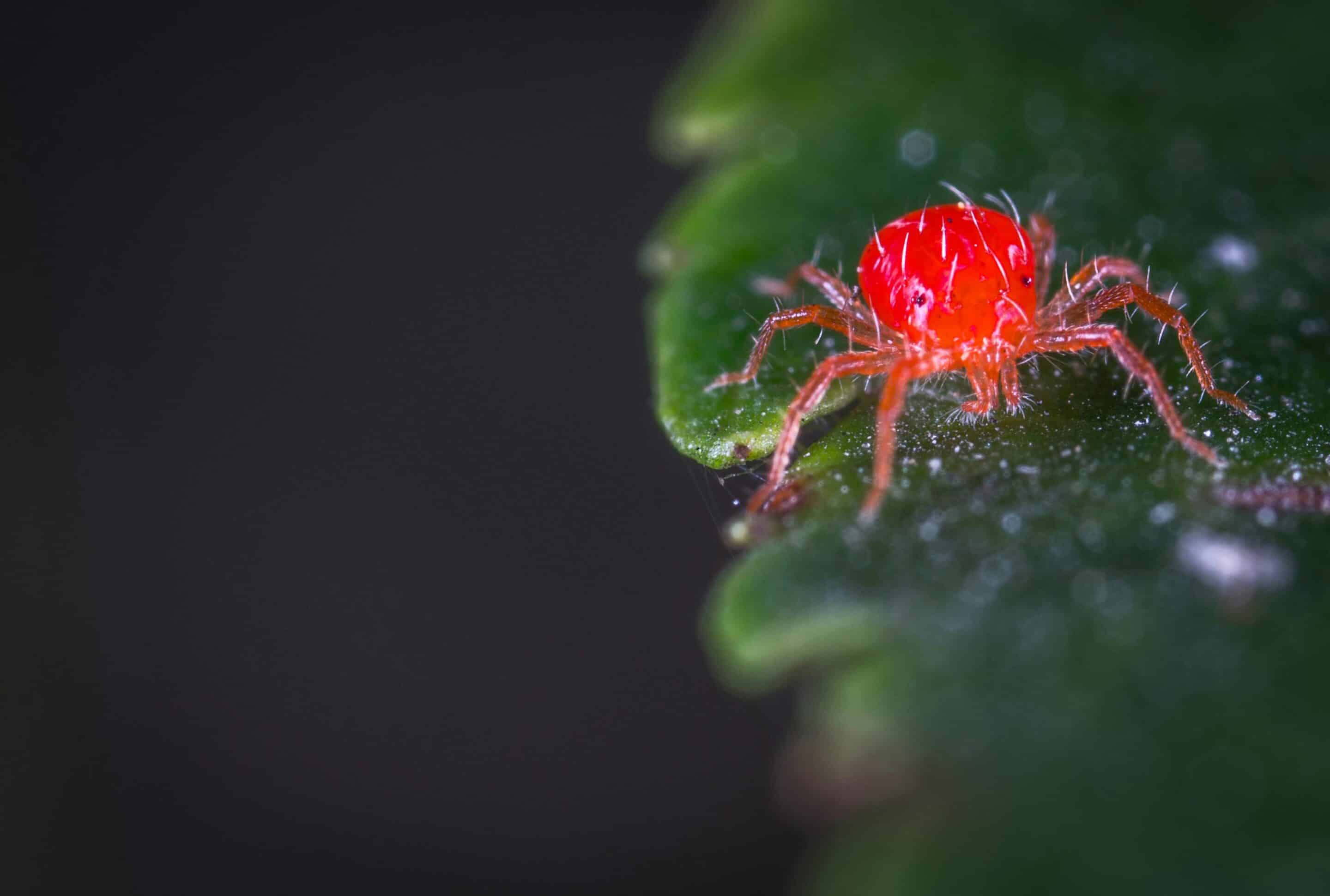 Spider Mite Killer: Eliminate Infestations Effectively
