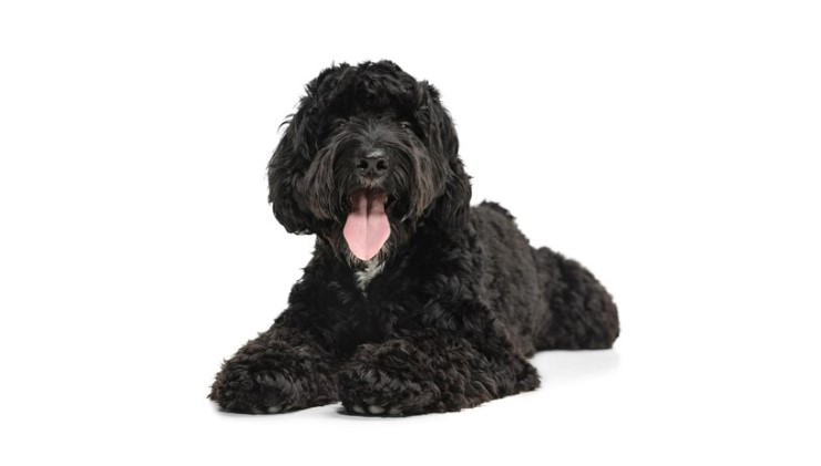 Why the Newfoundland Poodle is your Ultimate Companion?
