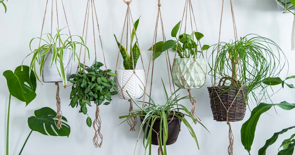 Green Guardians: 10 Hanging Plants That Purify Your Indoor Air - APM Logix