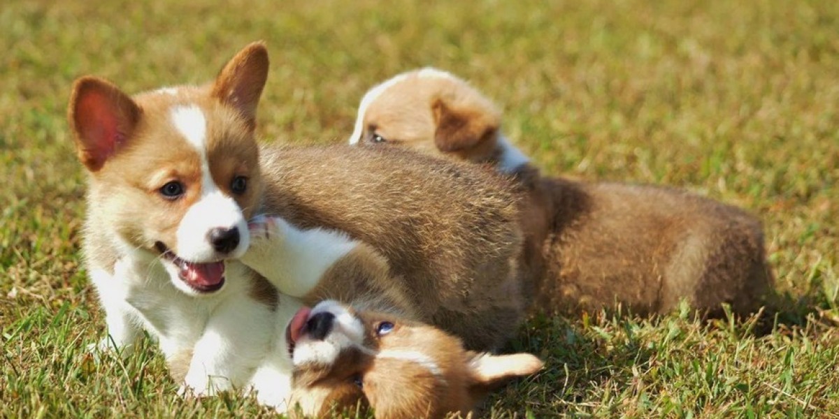 Find Your Furry Friend: Cardigan Welsh Corgi Puppies for Adoption and Pembroke Welsh Puppies at FM Corgis