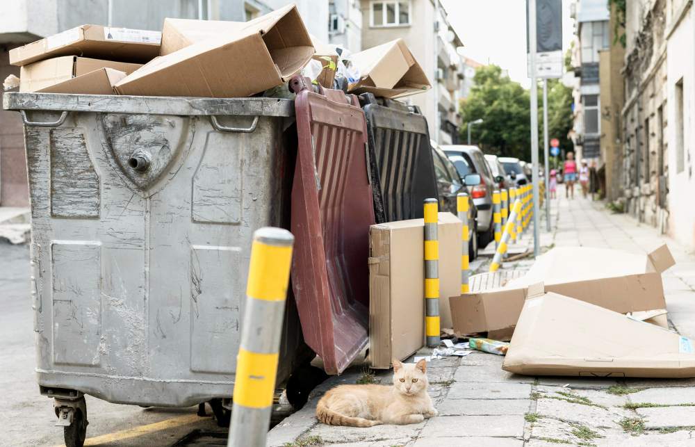 The Top 8 Reasons Why Professional Junk Removal is Worth It | TheAmberPost