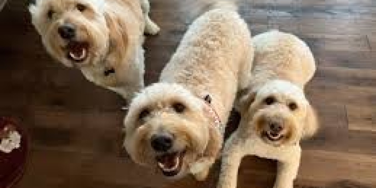 Goldendoodles Tips For Puppy Training