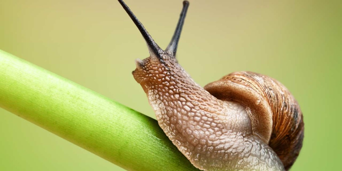 Guardians of the Garden: A Comprehensive Guide to Slug and Snail Control