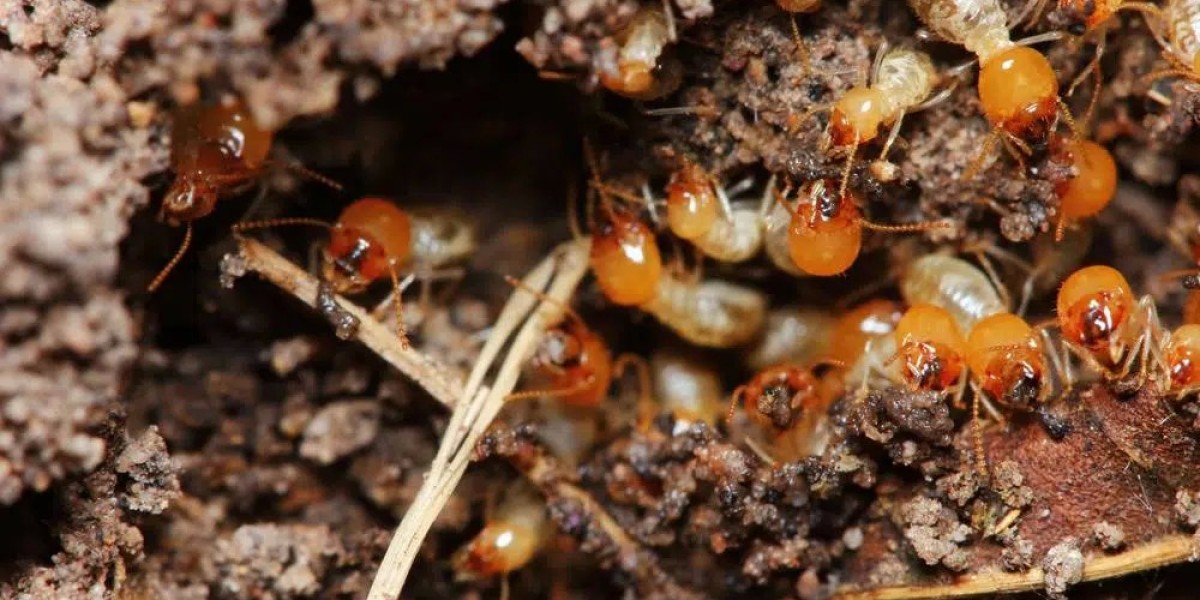 Keeping Your Home Safe: Effective Termite Control in Gold Coast