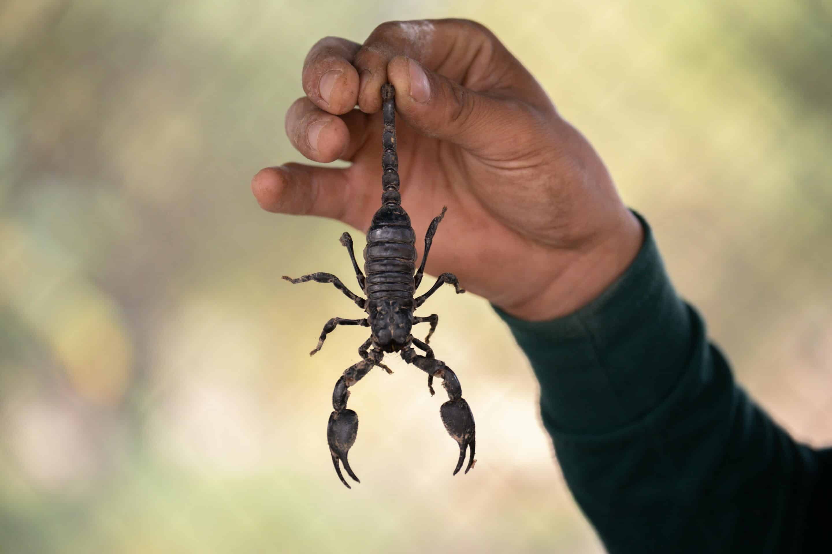 Las Vegas Scorpion Pest Control - Tested and Verified Methods
