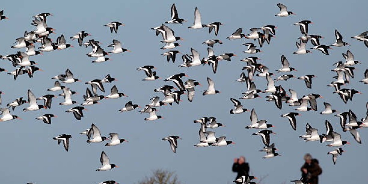 Winged Activities: Colorado Duck and Goose Hunting for Birds and Bucks Outdoors