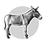 Mini Donkey Local Ranch Profile Picture