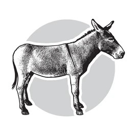 Mini Donkey Local Ranch Profile Picture