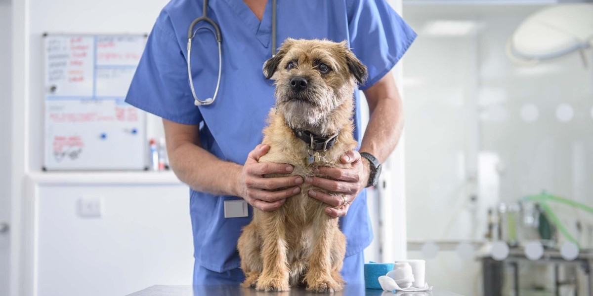 Veterinary Products that Boost Pet Immunity