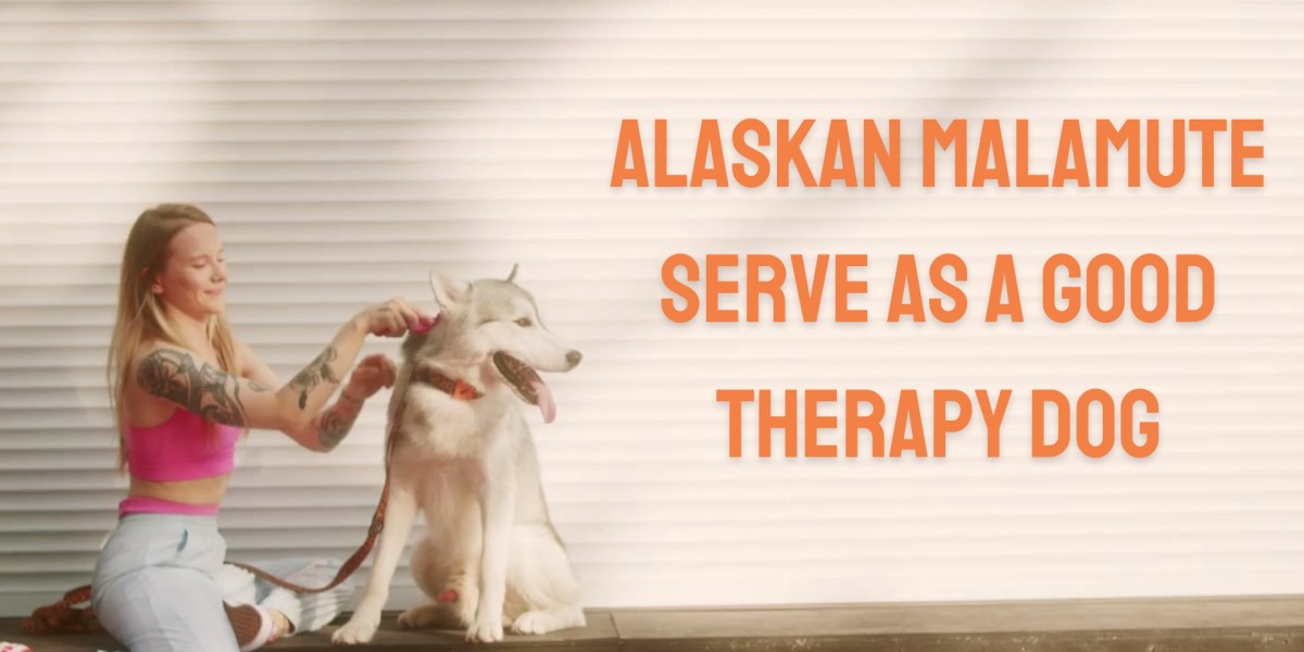 Alaskan Malamute serve as a good therapy dog
