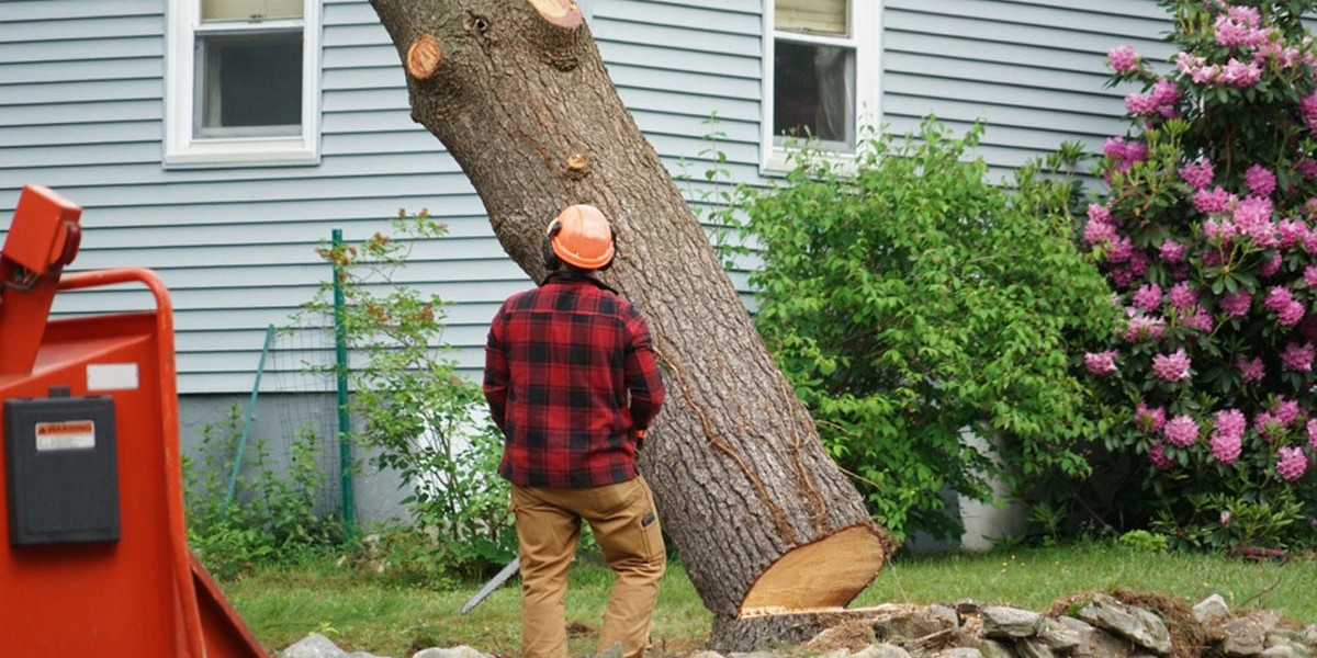 Choosing the Best Residential Tree Removal Services in Floyd: A Homeowner’s Guide